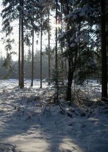 Sudety - zima w lesie